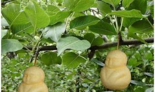 人参果树苗是真的吗 人参果树苗是真的吗