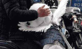 世界上最长的屎 世界上最长的屎